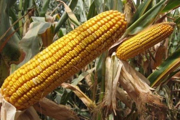 天育101玉米种子介绍，适宜播期5月中旬