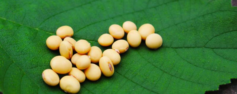 鑫兴6号大豆种子特征特性，适宜区域5月中旬播种
