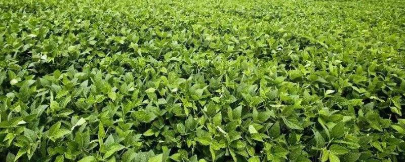 蒙豆43大豆种子介绍，8月上旬防治食心虫