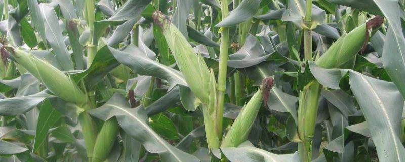 东单705玉米种子特征特性，辽宁省春播生育期126天
