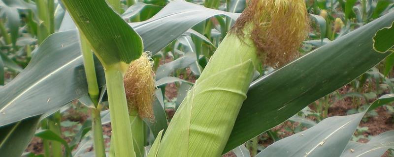 葫新158玉米品种简介，适合中等肥力以上地块种植