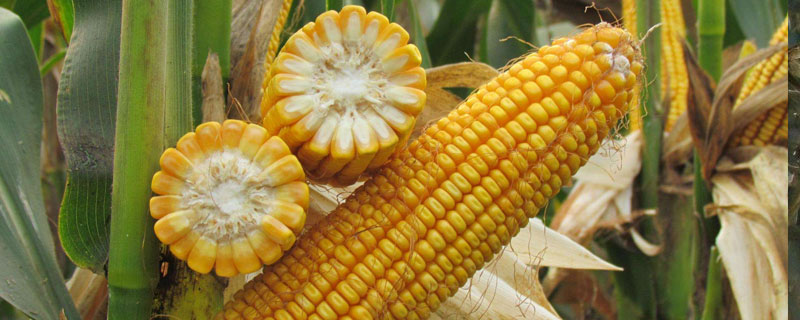 兴业129玉米种子特征特性，品种株型半紧凑