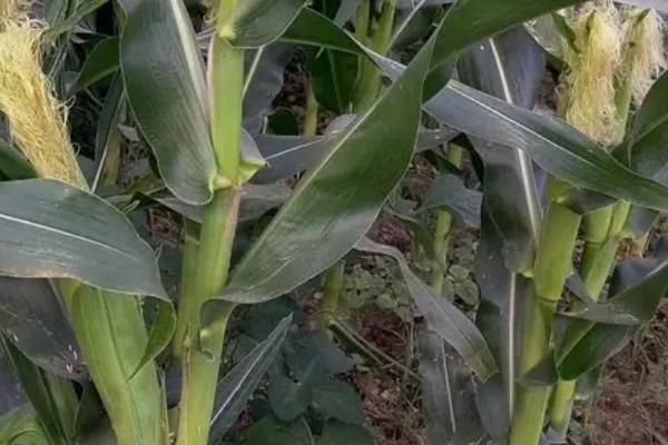 阜研2745玉米种子特征特性，中抗茎腐病