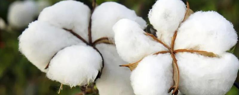 辽棉35棉花品种简介，及时防治蚜虫和红蜘蛛