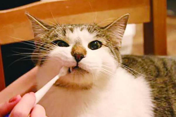 猫咪有口臭怎么处理，平时要多给猫咪刷牙