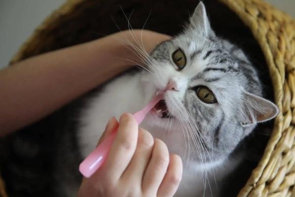 猫咪有口臭怎么处理，平时要多给猫咪刷牙