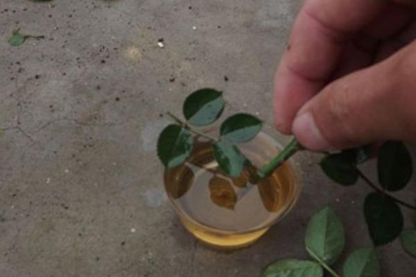 生根粉和多菌灵能一起用吗，二者的功效作用不同不能一起用