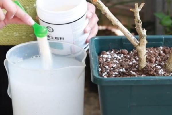 生根粉和多菌灵能一起用吗，二者的功效作用不同不能一起用