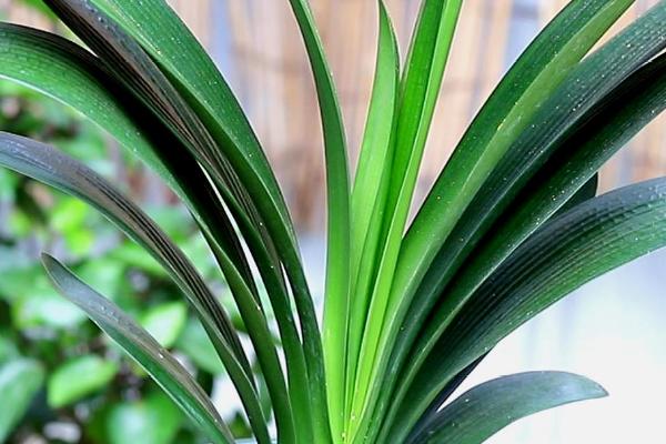 君子兰施肥能用鸡蛋吗，可以但不能直接将鸡蛋液浇到植株上面