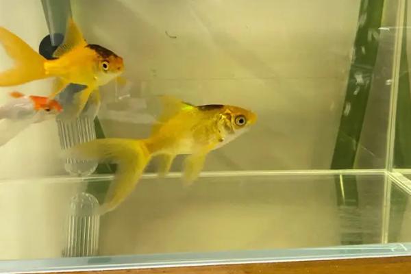 鱼缸水发黄的处理方法，需更换饲料和注意换水等