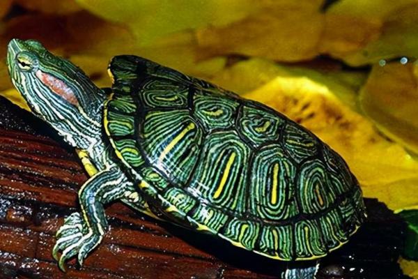 乌龟常见疾病的防治方法，常见的有白眼病、肠胃病、肺炎等