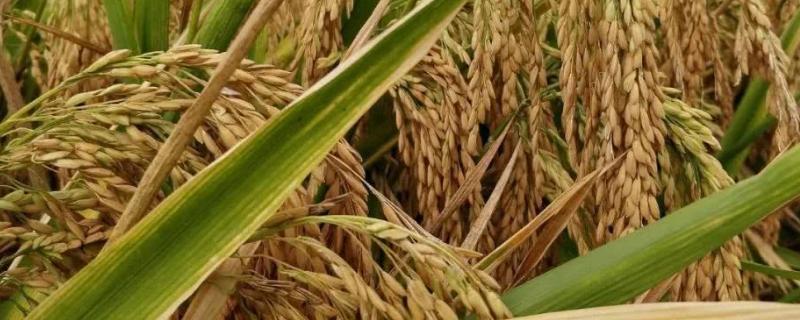 北粳1501水稻种子特征特性，生育期159天