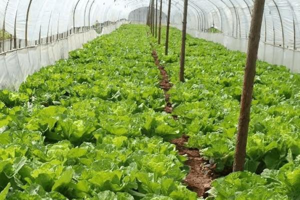 菜棚湿度大怎么办，应尽可能减少浇水次数和灌水量