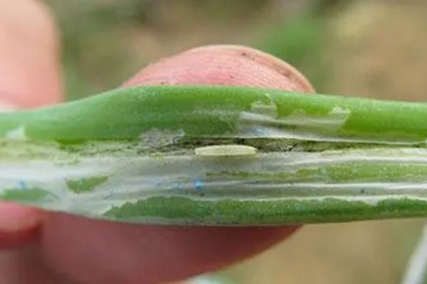 怎么防治葱叶里面虫子，针对不同虫害选择不同的药剂