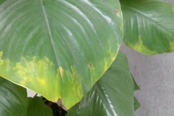 绿巨人植物叶子焦黄的原因，可能是水分不够、土壤不合适等