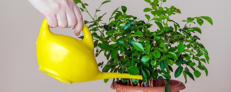 植物营养液的使用方法，滴在水里适合于水培植物