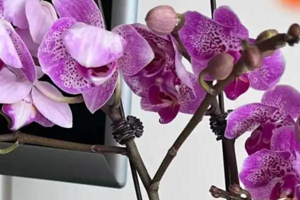 蝴蝶兰花蔫了是什么原因及解决方法，可能是温度太高或氮肥过多等