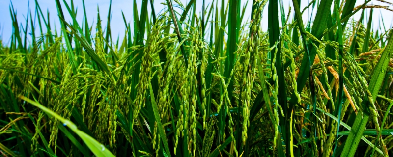 源95S水稻品种的特性，在武汉4月下旬至6月上旬播种