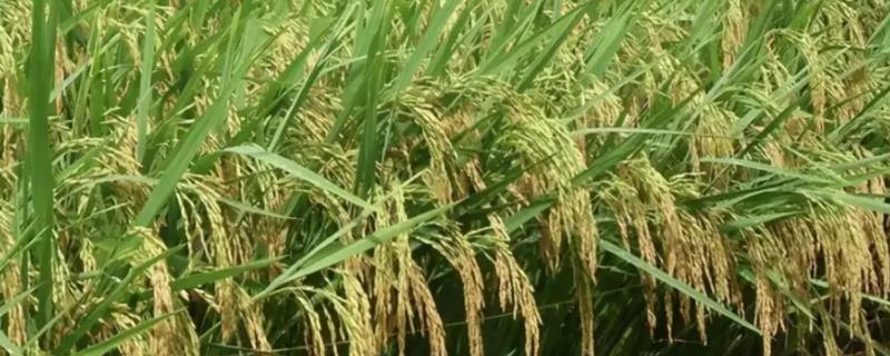 山软8号水稻种子特点，感温型常规稻品种