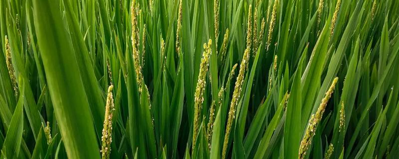 蓉优981（区试名称：绿丰优348）水稻品种简介，清明节前后播种