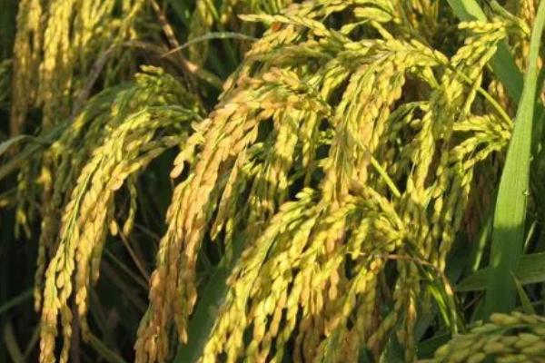 荃优822水稻品种的特性，每亩1.2～1.5万穴