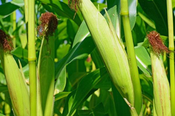 渭研6000玉米种子特征特性，注意防治大斑病