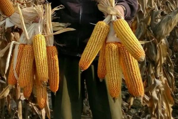 大唐220玉米品种的特性，每亩5000株