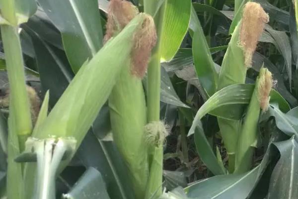 新玉105号玉米品种简介，亩密度6000株