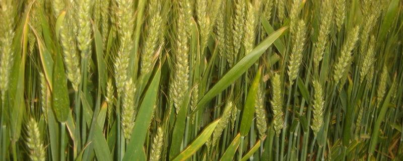 新春48号小麦种子特征特性，生育期106d