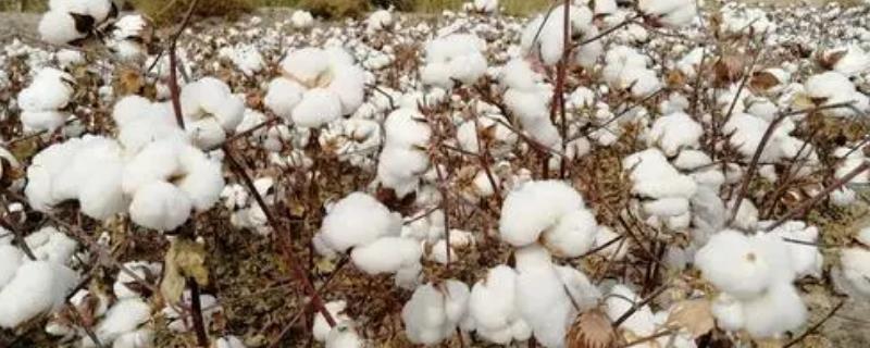 新陆中82号棉花种子特征特性，地膜播种
