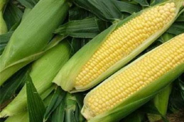 吉单558玉米品种简介，4月下旬至5月上旬播种