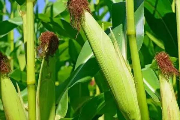 吉单558玉米品种简介，4月下旬至5月上旬播种