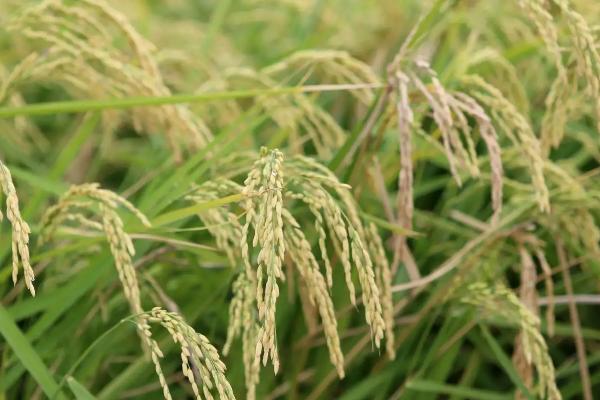 新稻54号水稻种子简介，每亩施纯磷8kg