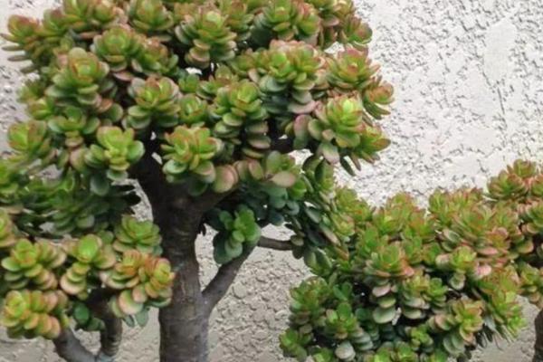 玉树夏天叶片变软的原因，可能是缺水、受到暴晒、发生病虫害等因素造成