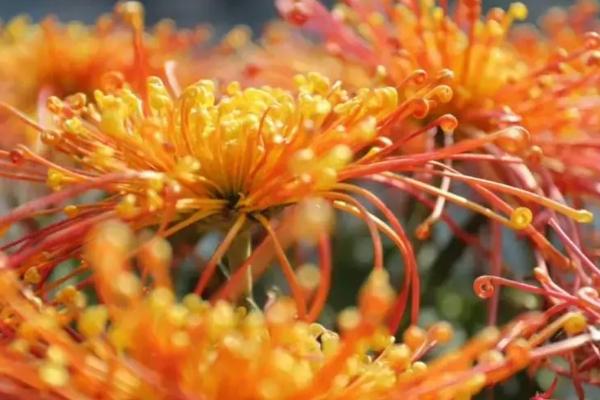 构成菊花植株结构和功能的基本单位，基本单位是细胞
