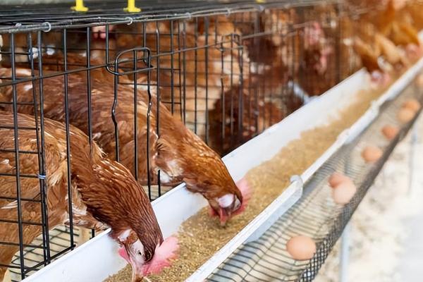 怎么提高蛋鸡的产蛋量，拌喂以下饲料可提高产蛋率