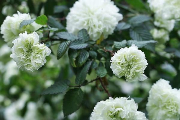 荼蘼花有什么花语，悲伤、最后的美、感情消散皆是它的花语