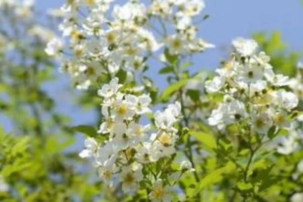 荼蘼花有什么花语，悲伤、最后的美、感情消散皆是它的花语