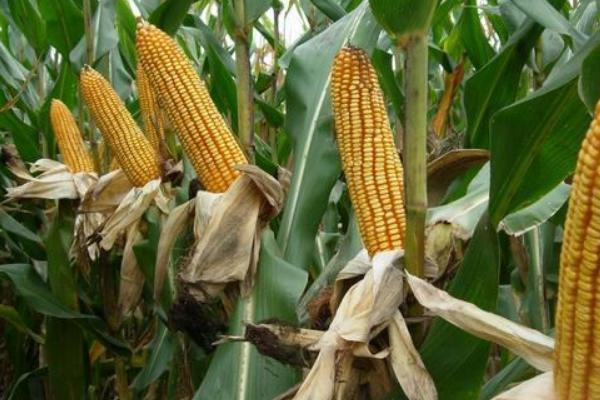 秋乐368玉米种子特征特性，4月下旬播种