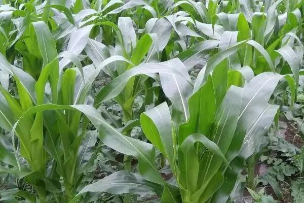 秋乐368玉米种子特征特性，4月下旬播种