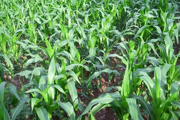隆平943玉米品种的特性，4月下旬至5月上旬播种