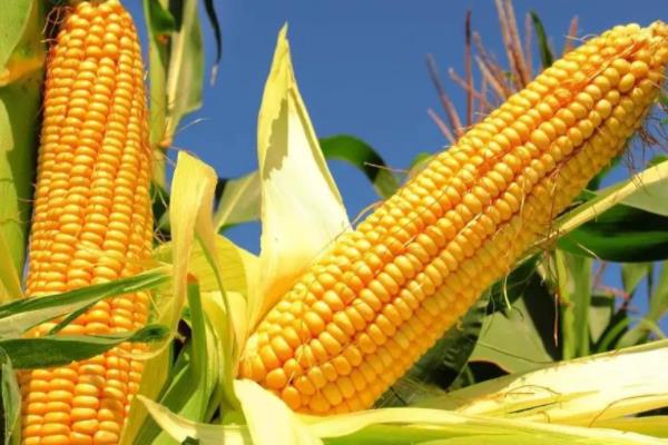 登海516玉米品种的特性，4月下旬至5月上旬播种