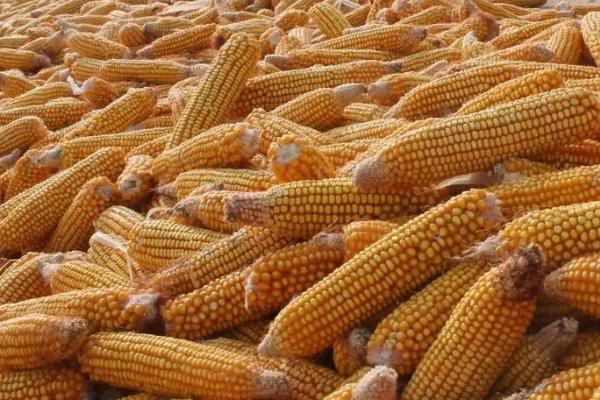 宽诚58玉米种子特征特性，4月下旬至5月上旬播种