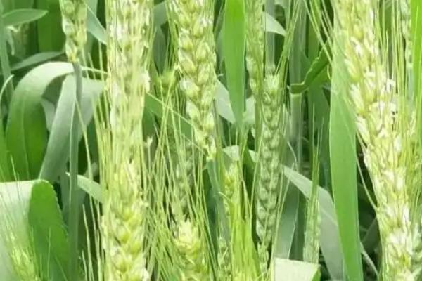 西农585小麦种子简介，每亩适宜基本苗18万－24万