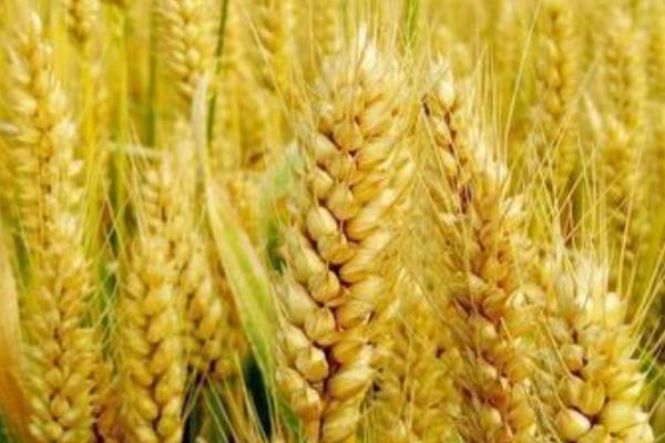 衡科6021小麦种子介绍，适宜播种期为10月6～15日