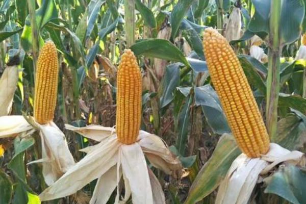 A2636玉米种子特点，中抗茎腐病（11.4%MR）
