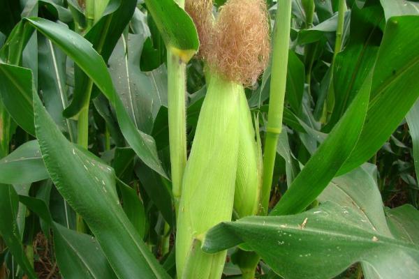 A2636玉米种子特点，中抗茎腐病（11.4%MR）