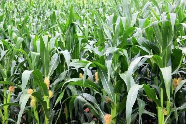 金梁199玉米种子介绍，4月下旬至5月上旬播种