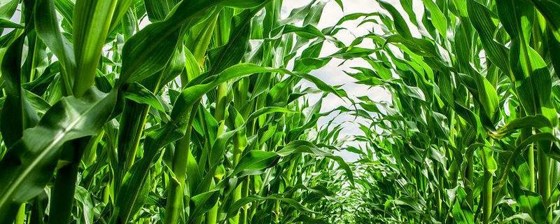 加美2号玉米品种的特性，中熟品种