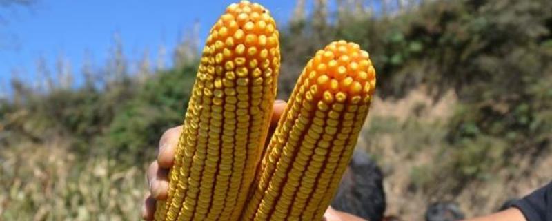 德玉579玉米种子特点，选择中等以上肥力地块